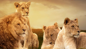 A pride of lions, including a male and three females, resting on grass with a dramatic cloudy sky in the background.