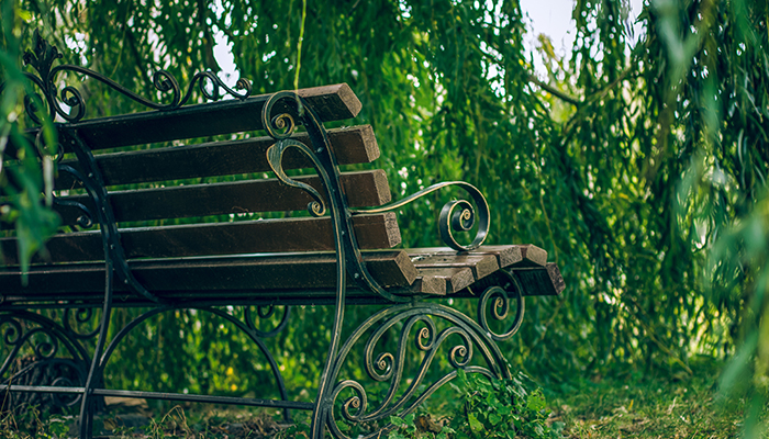 An empty park bench made of wood and iron, surrounded by lush green weeping willow trees, creating a serene and inviting atmosphere.